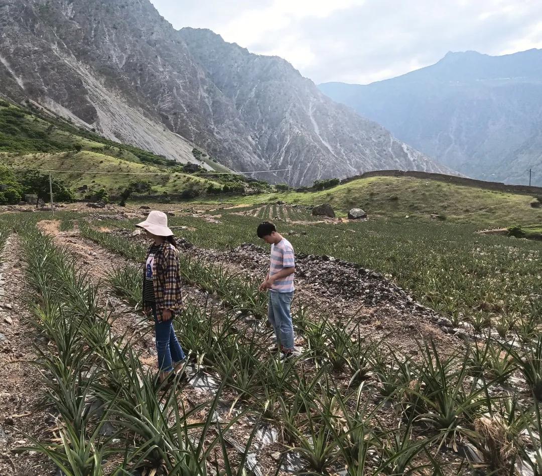 直击：乌东德镇大梨树村“金果果”探索之路