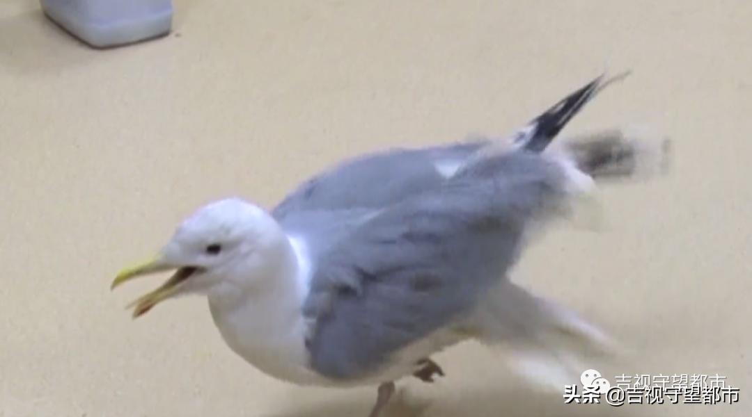 野生银鸥腿骨折，医生手术治疗
