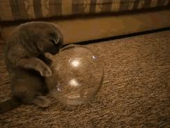 猫是一种液体吗看完长知识了,猫是液体猫咪吗