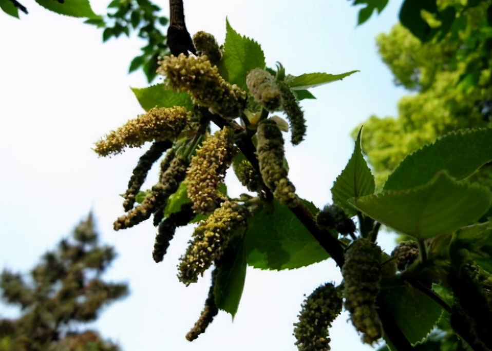 爬树新鲜采摘,农村爬树摘果的视频