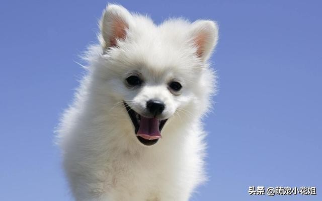狗狗到底适不合适吃生骨肉,狗狗吃生猪肉有危害吗