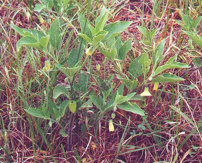 生物相册：姑娘还是菇茑？这水果，世界各地有39种