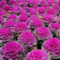 一年四季阳台能够种植的蔬菜,阳台蔬菜品种有哪些