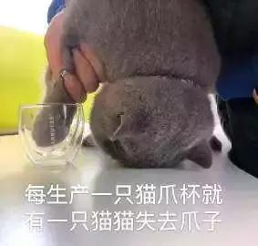 一爪踩在了“萌文化”的命脉上，俘获了老夫的少女心