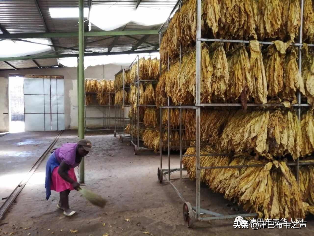 黄金叶每公斤2美元，烟农亏损严重，津巴2019*草烟**季怎么了？