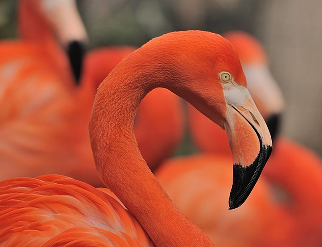 东江揽胜,惠州淡水常见鸟类图谱