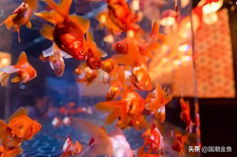 它曾是家家户户院里的“小宠儿”，那些时代是否已经一去不复返？