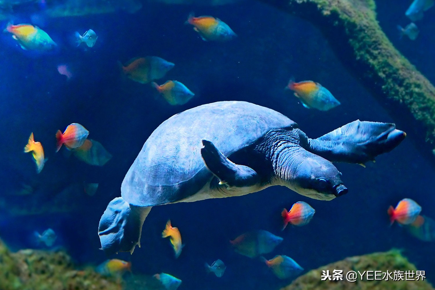 龟鱼混养乌龟吃鱼怎么办,鱼和乌龟混养是什么结果