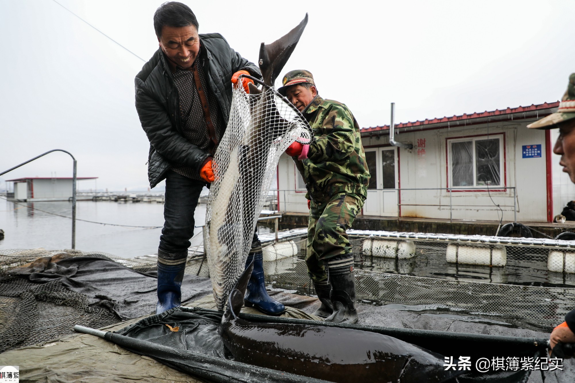 鸭绿江鱼最大多少斤,鸭绿江大金鱼价格
