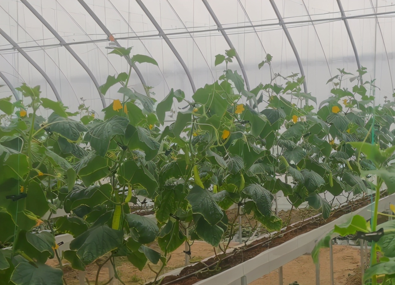 无土栽培植物根系和冠层调控技术,无土栽培蔬菜种植方法
