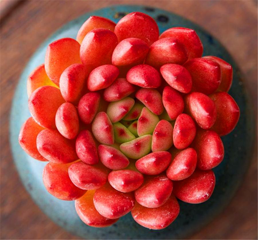 红宝石的养殖方法及修剪,圆叶红宝石怎么养长得快