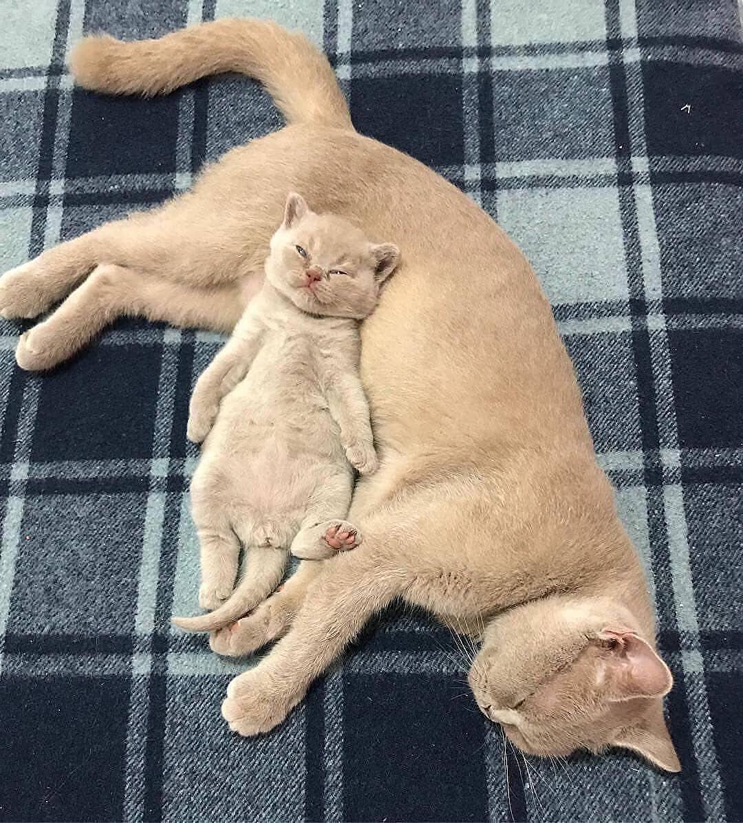 猫咪流口水口臭精神食欲都不好,猫咪拉肚子但是精神好有食欲