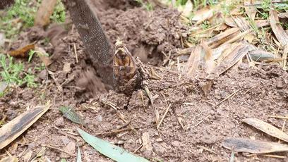 这个季节最好吃的竹笋,正宗武夷山冬笋