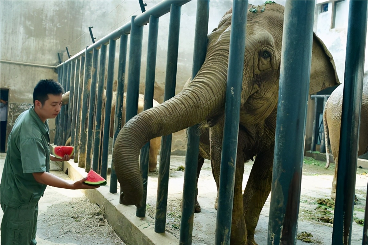 老虎被母猪养大视频,小老虎被猪妈妈养大