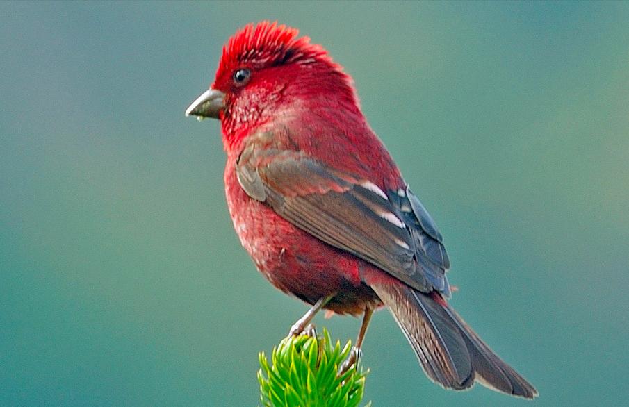 东江揽胜,惠州淡水常见鸟类图谱