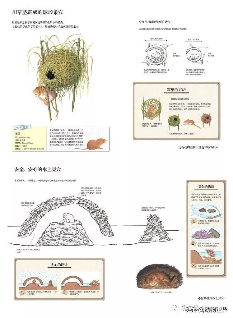 手绘动物地图,探索大自然手绘画