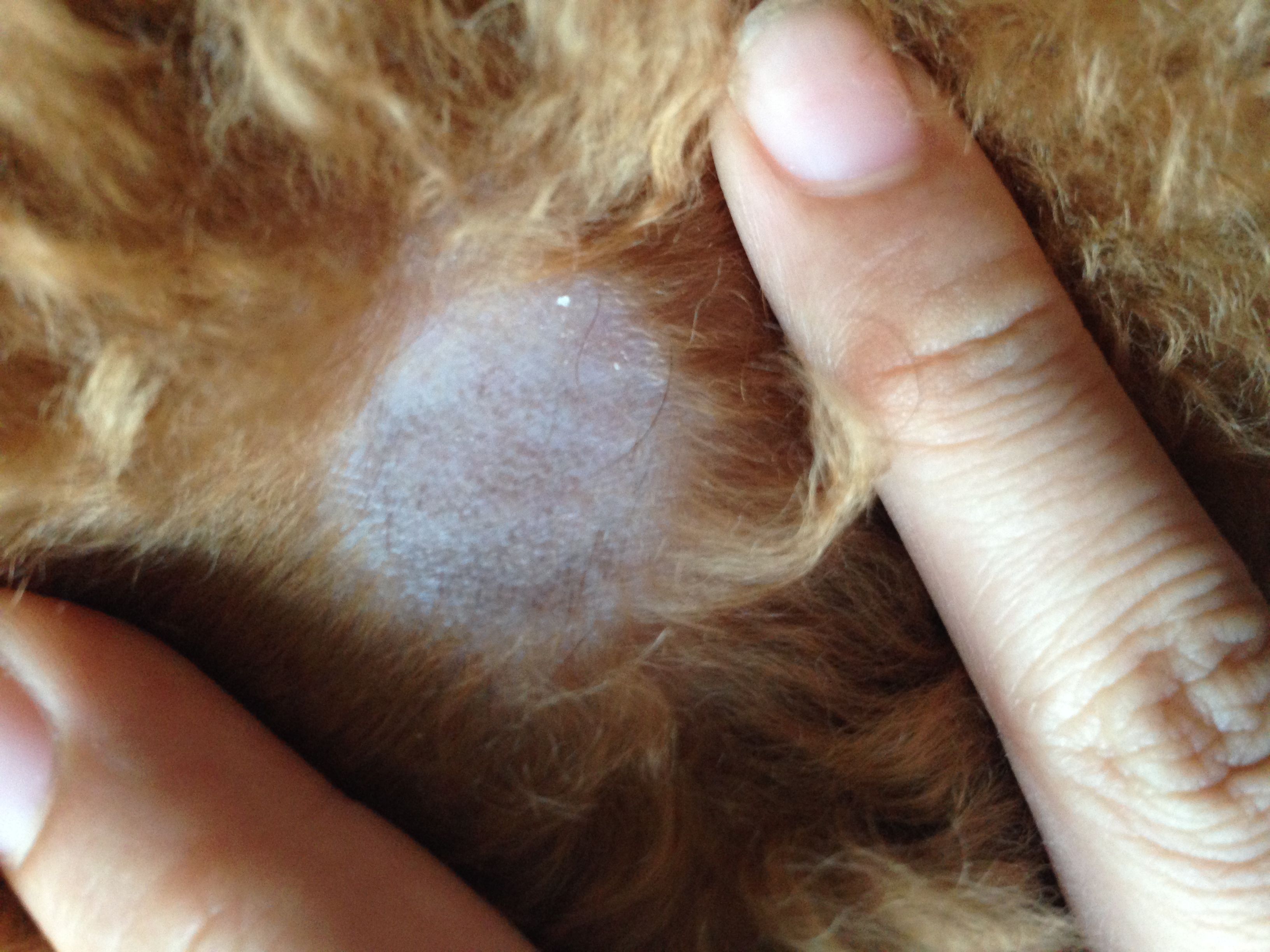 贵宾犬的五大缺点看完你还敢养吗,不建议养贵宾犬的五大理由
