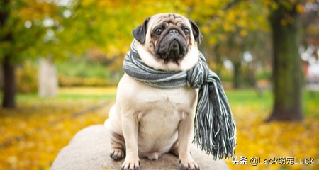 老年人合适养什么小型犬,合适家庭的十大犬种