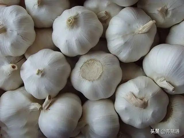 普通大蒜能够在猪场预防非洲猪瘟是真的吗？