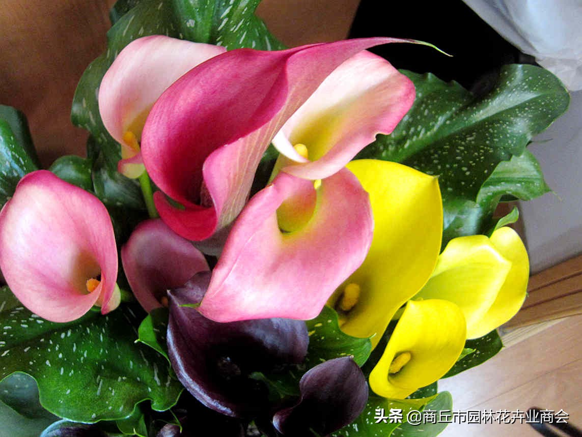 彩色马蹄莲变白色马蹄莲,彩色马蹄莲颜色掉了怎么办