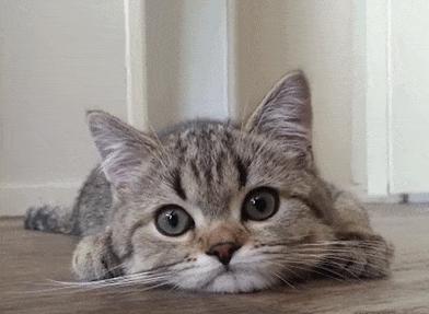 猫咪眼睛黄褐色分泌物睁不开,猫咪眼睛流泪有脓性分泌物