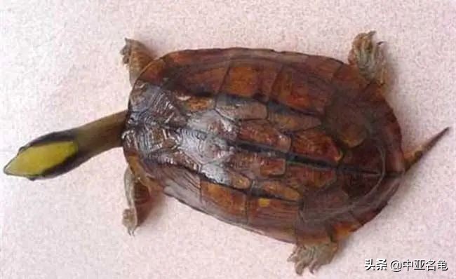 为什么同一品种的石金钱龟打架,石金钱龟是保护动物吗