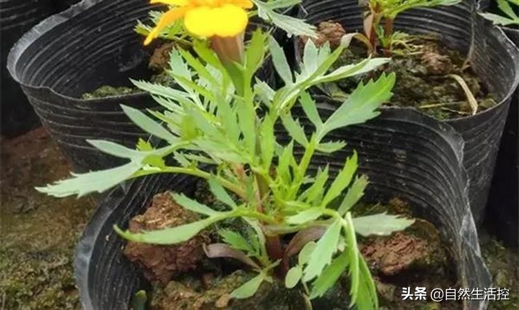 花卉枯萎了怎么办视频教程,花卉蔫了如何救活