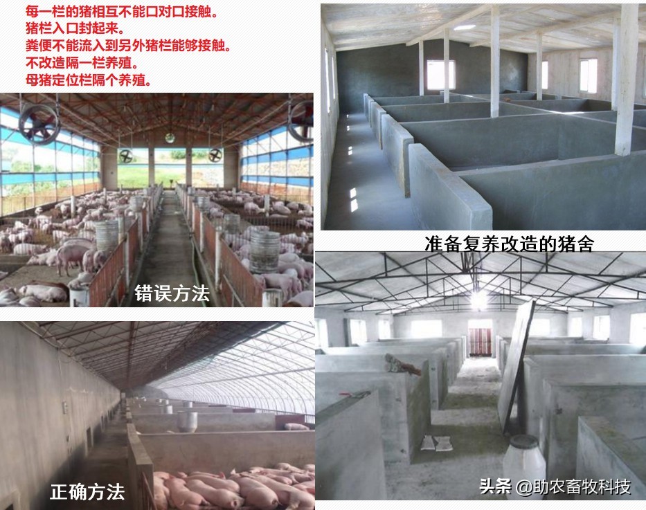 非洲猪瘟的临床症状及快速净化技术