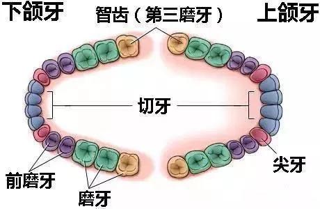 明星拔了智齿有垮脸的吗,明星拔完智齿