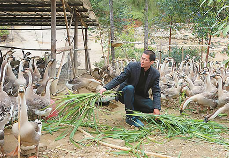 返乡创业养鹅的人,回家养鹅创业项目