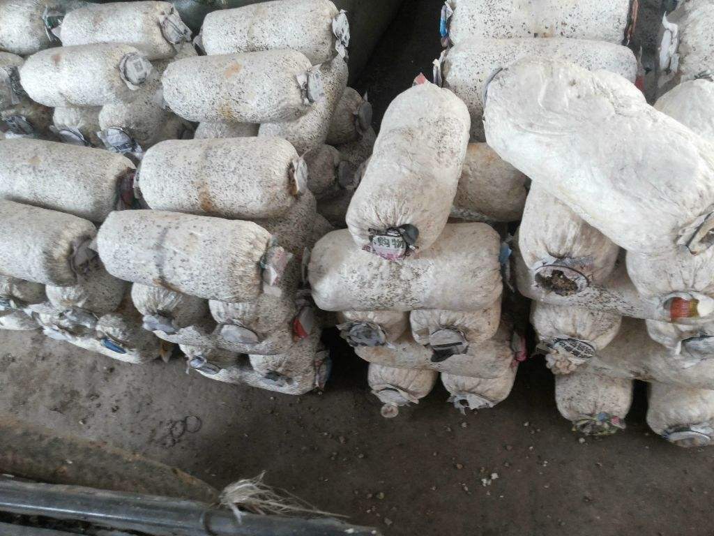 在家养能够吃的蘑菇,喜欢吃蘑菇和西兰花