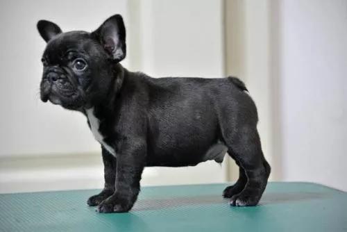 哪些狗狗合适新手养小型犬,最合适新手养的狗狗