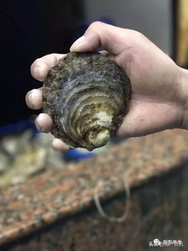 全世界顶级的4种海鲜,世界十大名贵海鲜