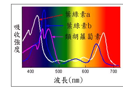 led灯和全光谱灯哪个合适水草,全光谱的led更合适水草吗