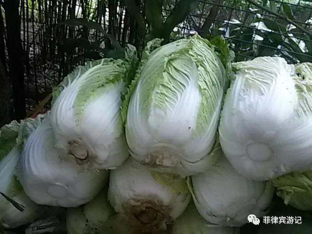 菲律宾青菜价格表,菲律宾蔬菜为什么那么贵
