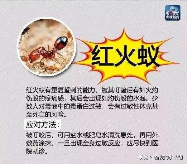 如果遇到红火蚁应该如何自救,红火蚁入侵要小心行家帮你划重点