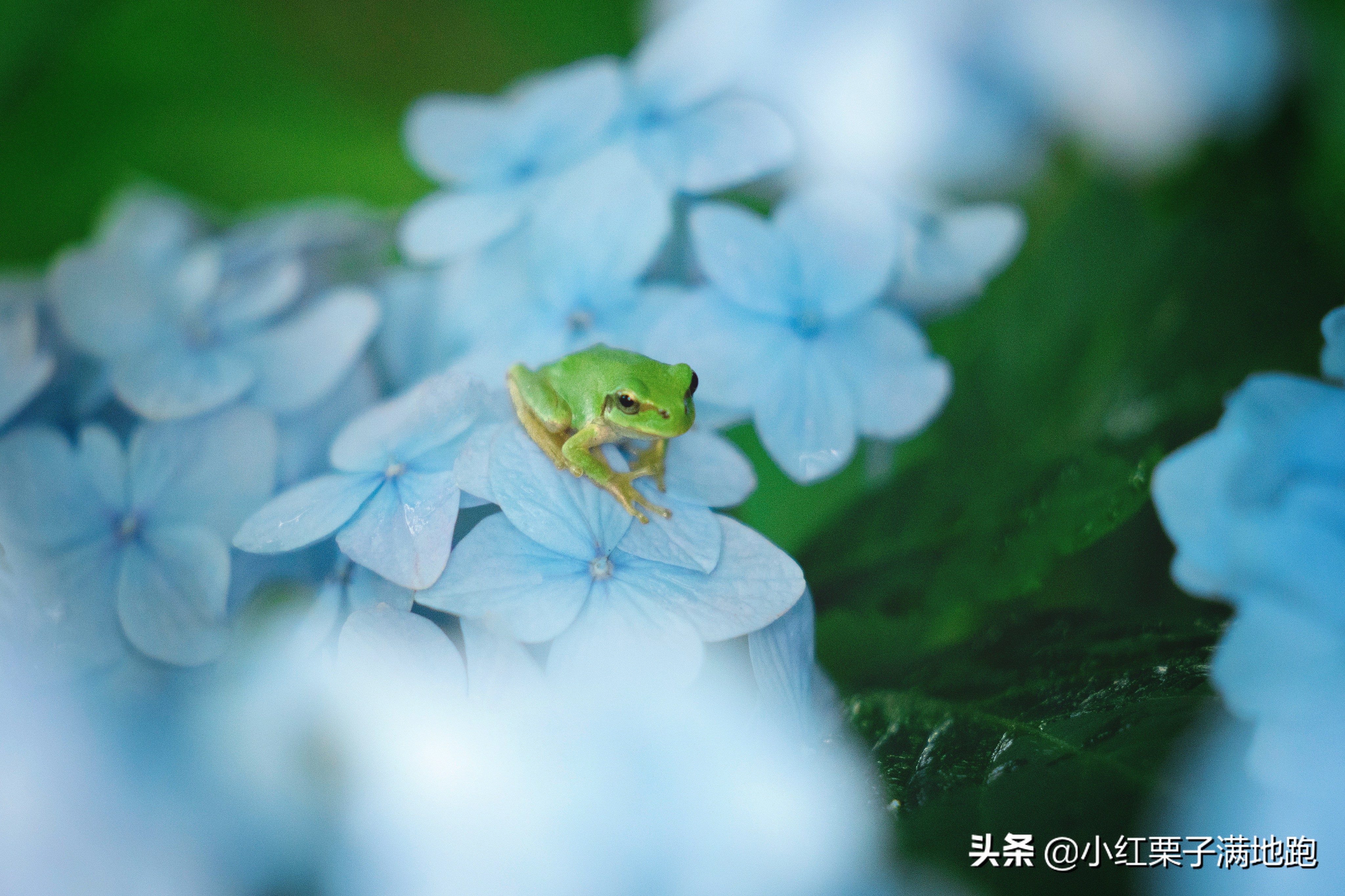 东京附近的无人岛,东京看紫阳花的地方