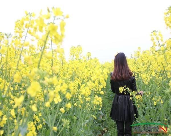 重庆秀山富人区,重庆秀山美丽县城