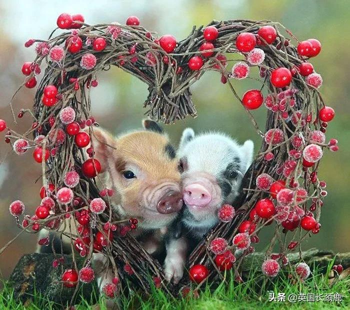 国际狗粮,世界狗粮日