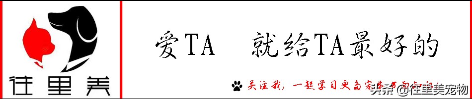 狗狗生病不吃东西能够硬灌吗,狗狗肺炎要喂食还是禁食