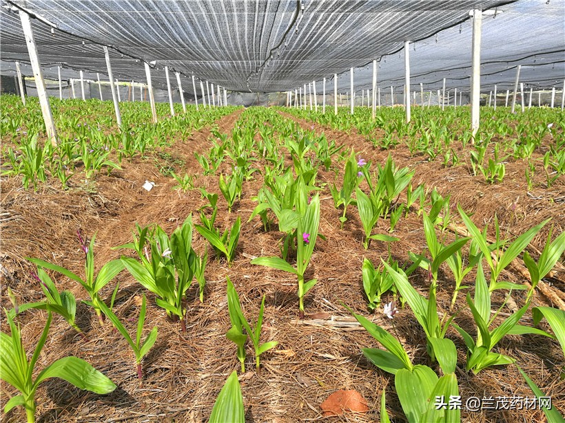 目前比较有潜力的中药材种植,中药材种植选择哪种比较好