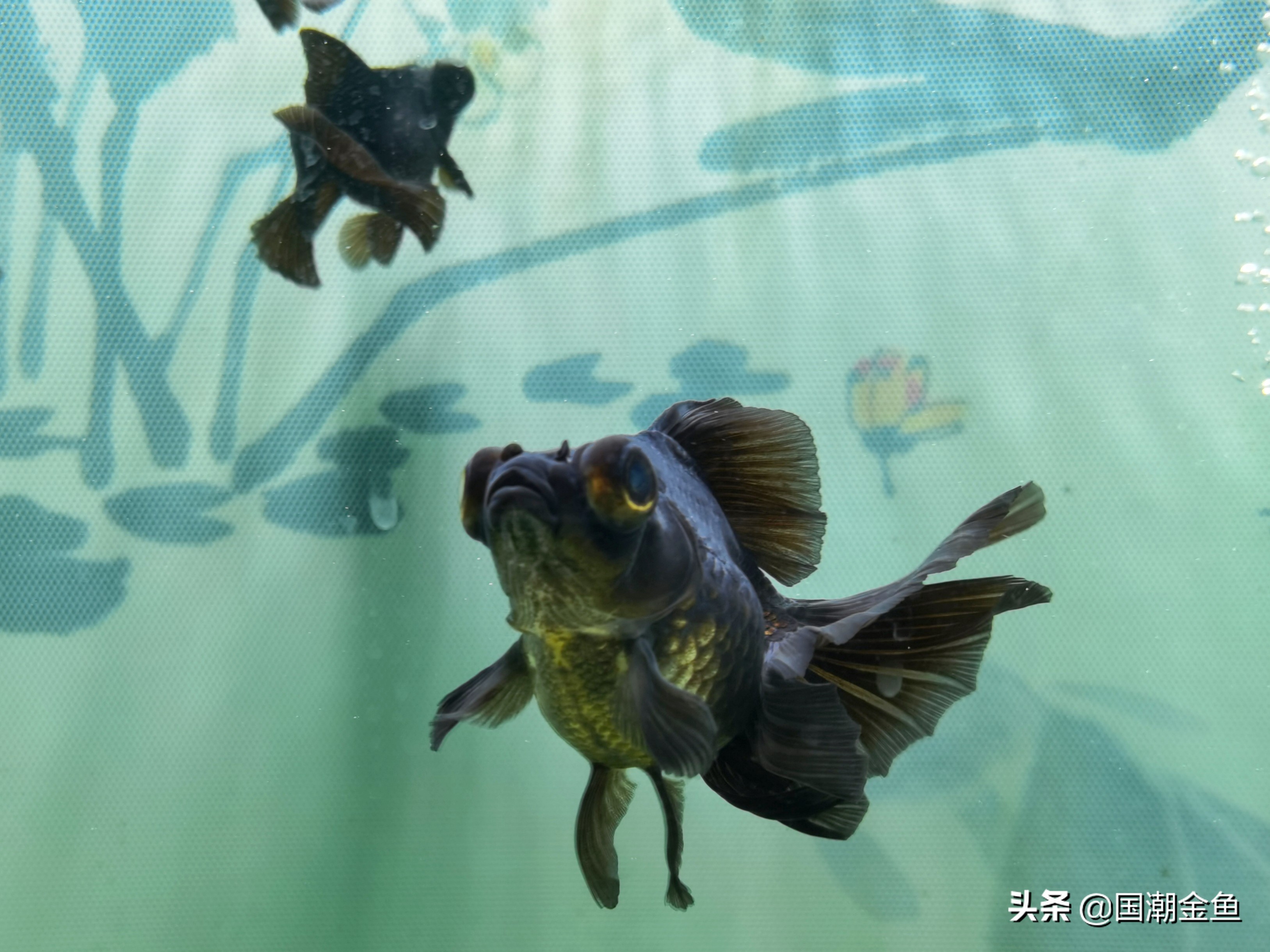 最好看的中国金鱼品种大全图片,金鱼能不能跟龙种金鱼混养