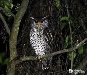 栖霞的美食,栖霞有哪些好吃的美食