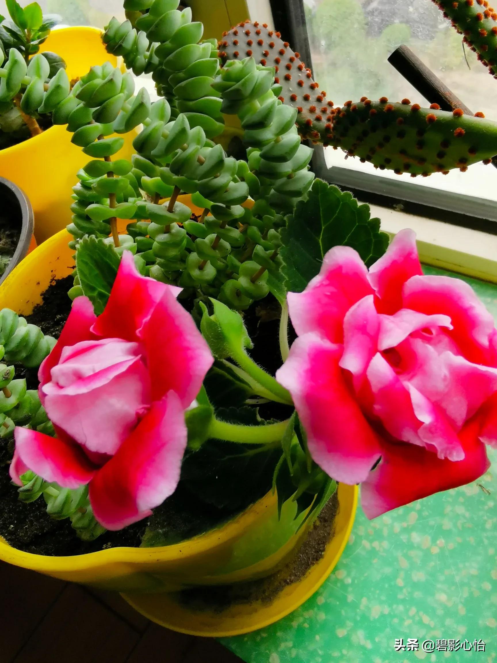 微生物菌剂能够给芙蓉花追肥吗,芙蓉花败了怎么追肥