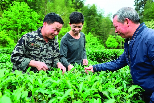 农村贫困户种植什么茶叶好,乡村振兴种植茶叶小故事