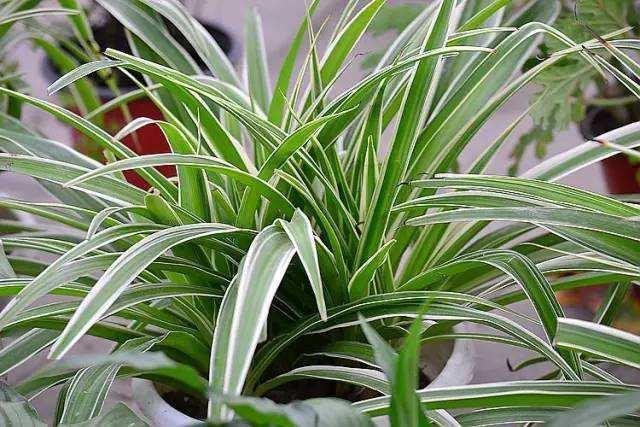 吊兰能够用什么代替施肥才能养好,吊兰剪头后怎么施肥