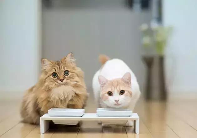 要出门家里的猫怎么办,我的猫变成人了怎么办