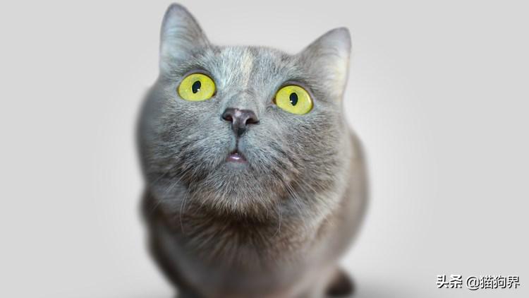 猫咪美毛护理,猫咪美毛攻略
