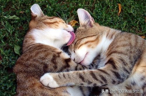 舔猫咪一口猫会有什么反应呢,猫咪特别容易舔毛是怎么回事