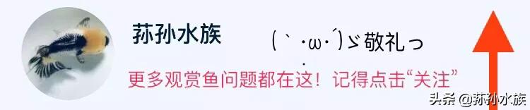鱼鞭毛虫病怎么治疗,鱼纤毛虫症状